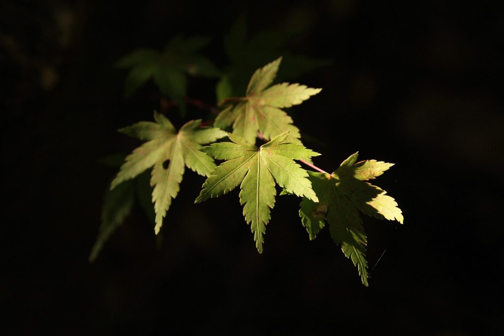 Solar Panel Repairs Grange